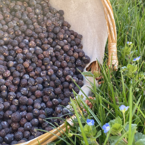 JUNIPER BERRIES