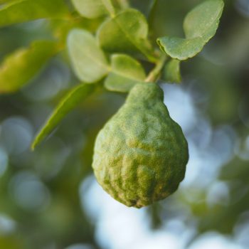 BERGAMOT